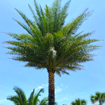 Sylvester Palm